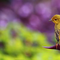 /photo/646884/我的照片/示例图片 (7)_1_3_small.jpg